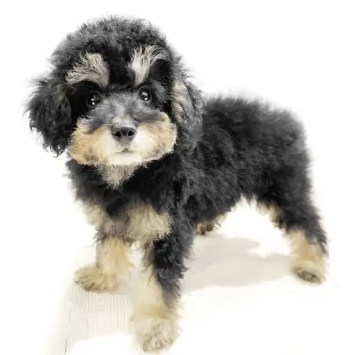 トイ・プードル