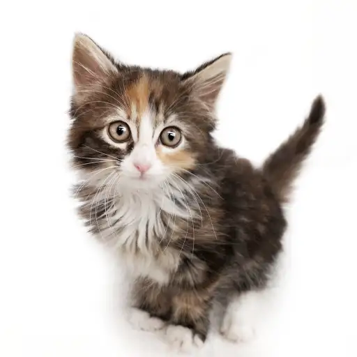 ノルウェージャンフォレストキャット