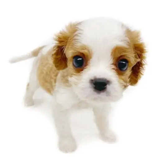 キャバリア・キングチャールズ・スパニエル