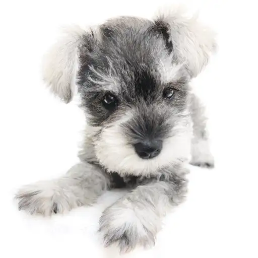 ミニチュア・シュナウザー