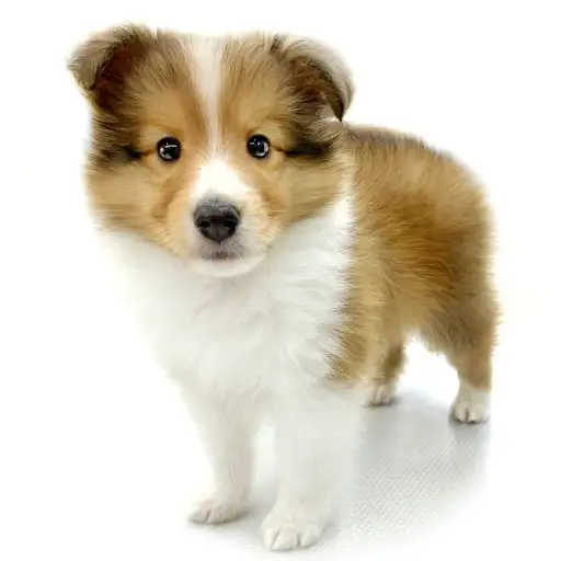 シェットランドシープドッグ