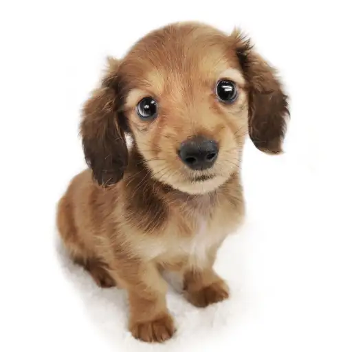 カニンヘン・ダックスフント