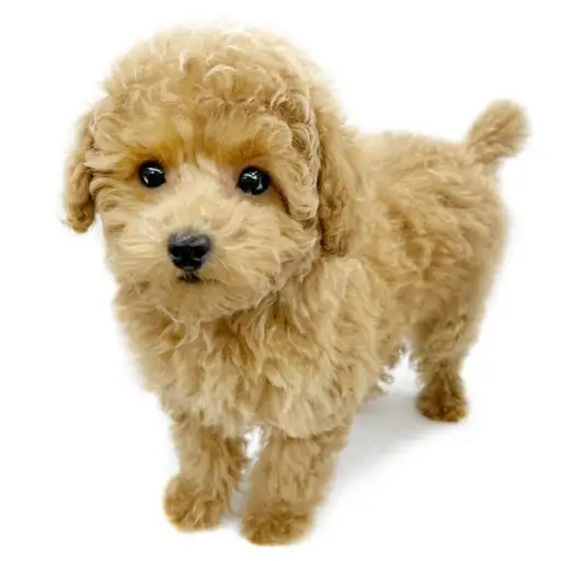 トイ・プードル