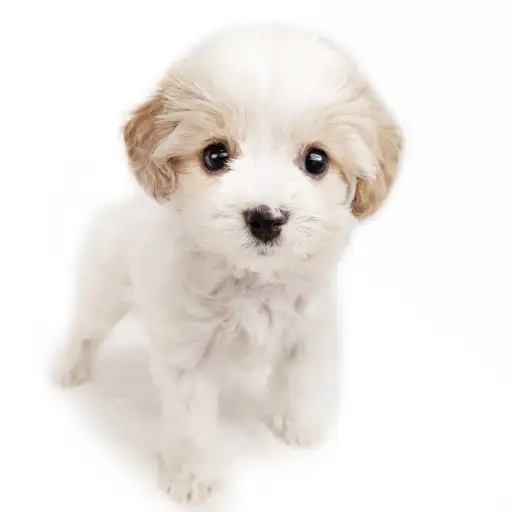 MIX（キャバリアキングチャールズスパニエル×ビションフリーゼ）