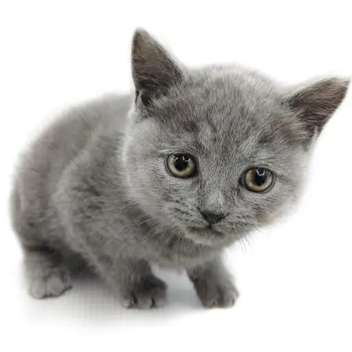 ブリティッシュショートヘア