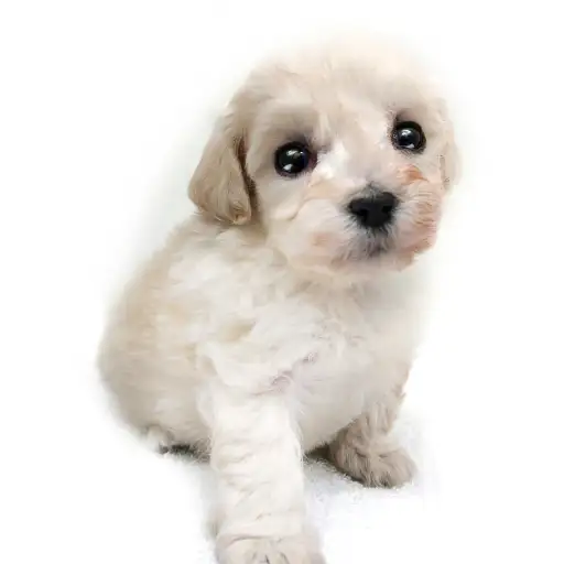 MIX（トイプードル×マルチーズ）