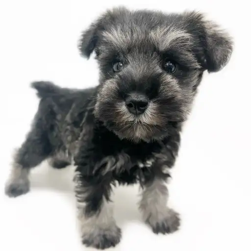 ミニチュア・シュナウザー