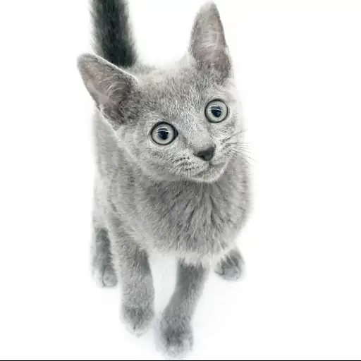 ロシアンブルー