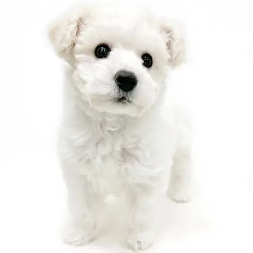 ビションフリーゼ