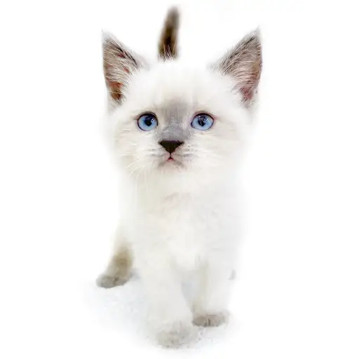 ブリティッシュショートヘア