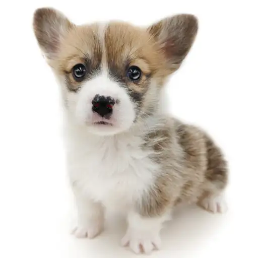 ウェルシュコーギーペンブローク