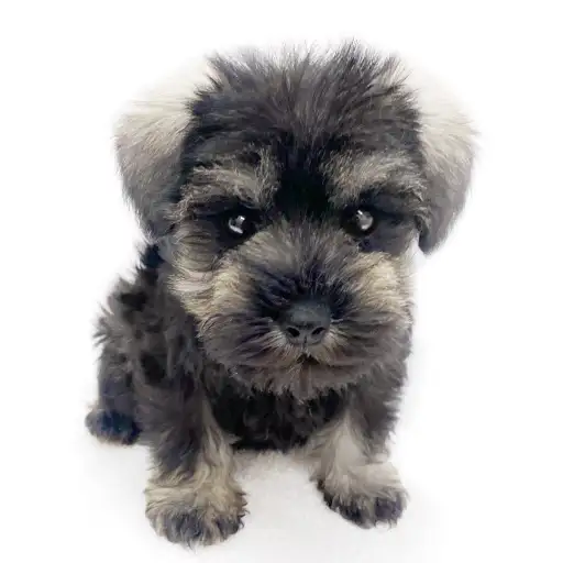 ミニチュア・シュナウザー