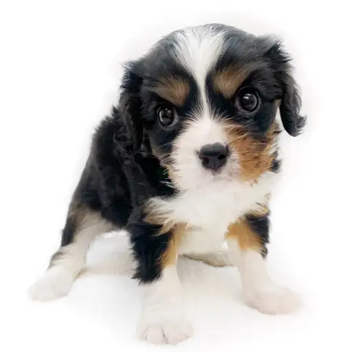 キャバリア・キングチャールズ・スパニエル