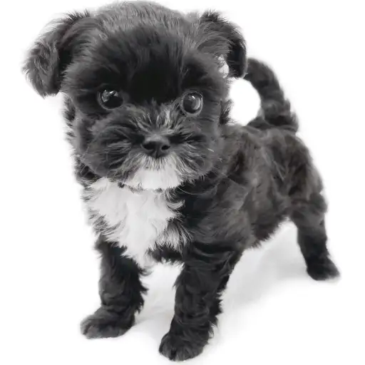 MIX（トイプードル×シーズー）