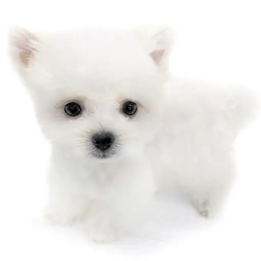 MIX（マルチーズ×ポメラニアン）