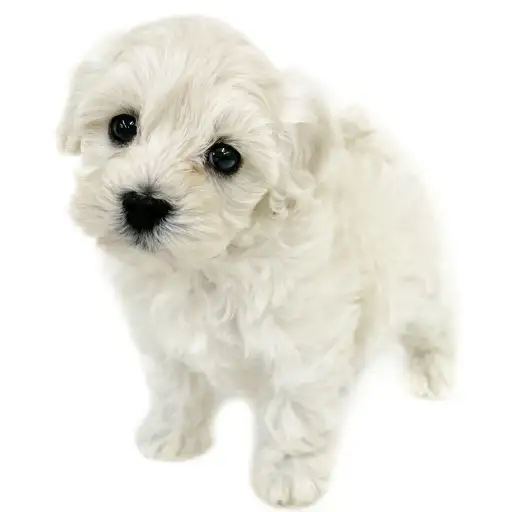 MIX（トイプードル×マルチーズ）