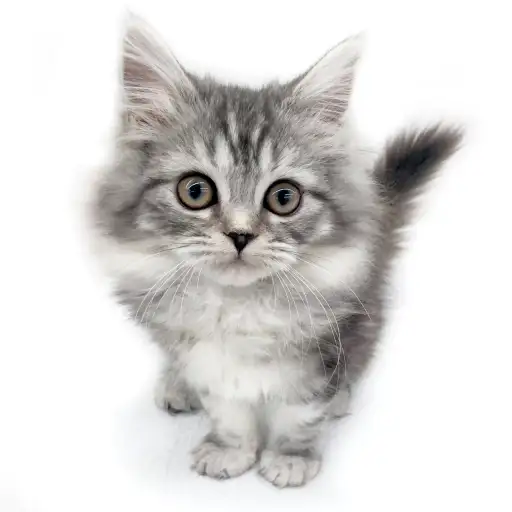 スコティッシュフォールド