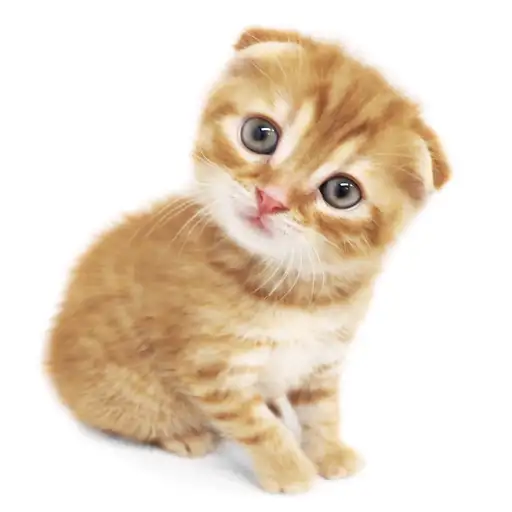 スコティッシュフォールド