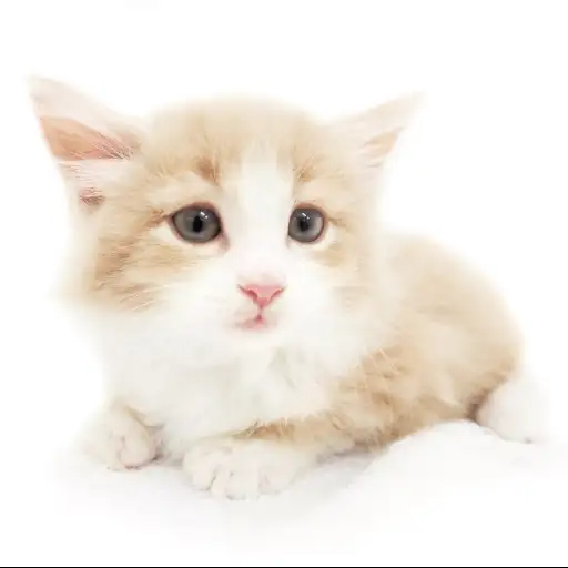 ノルウェージャンフォレストキャット