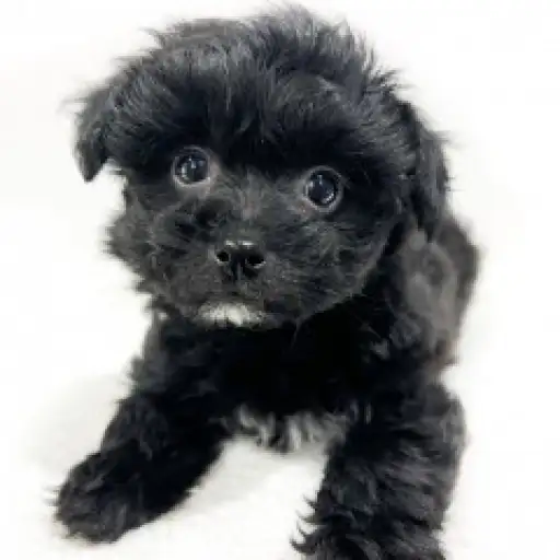 MIX（トイプードル×チワワ）