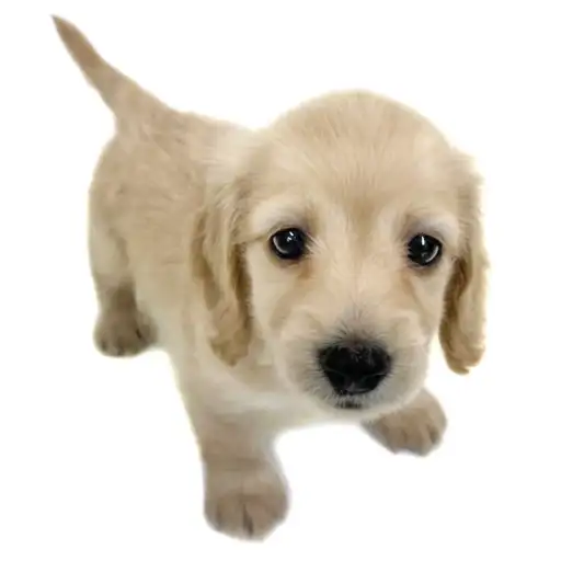 カニンヘン・ダックスフント