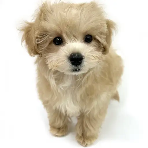 MIX（マルチーズ×トイプードル）