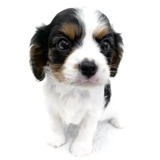 キャバリア・キングチャールズ・スパニエル