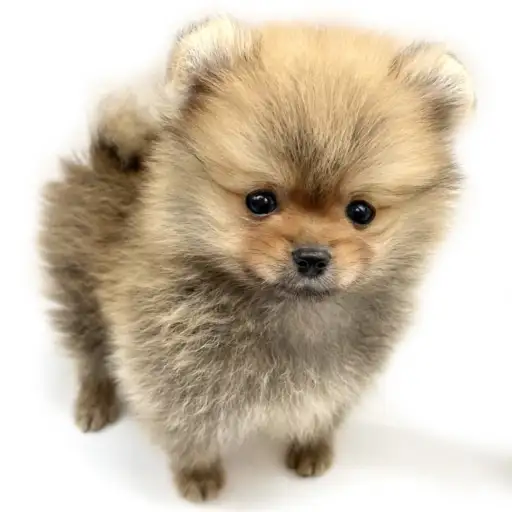 ポメラニアン