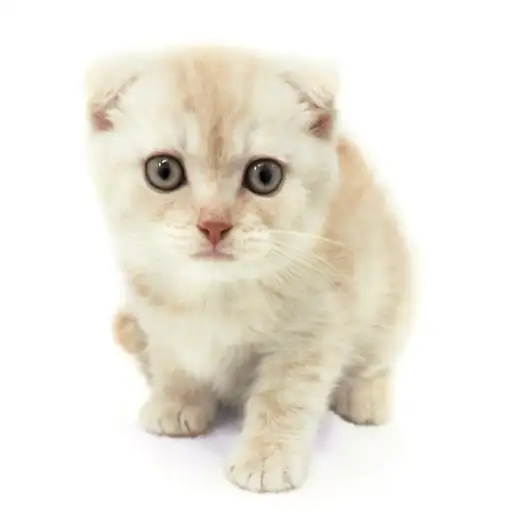 スコティッシュフォールド