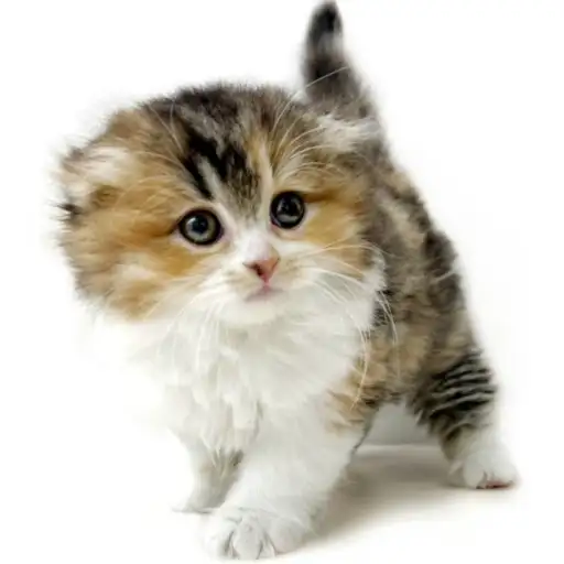 スコティッシュフォールド