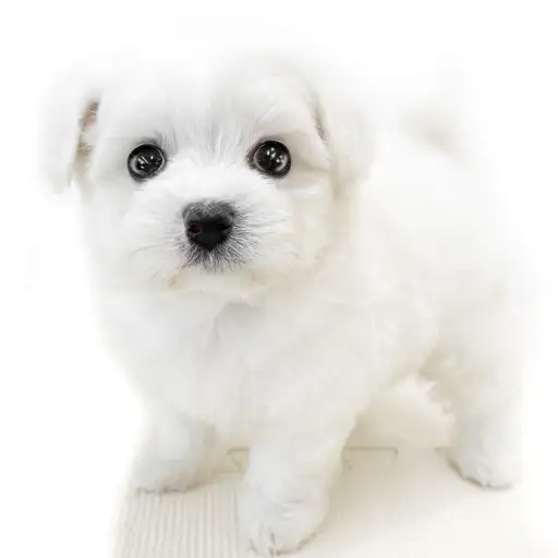 MIX（マルチーズ×ビションフリーゼ）