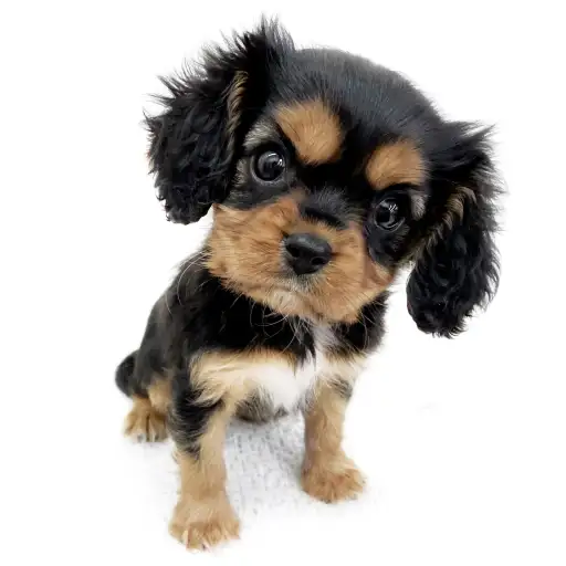 キャバリア・キングチャールズ・スパニエル