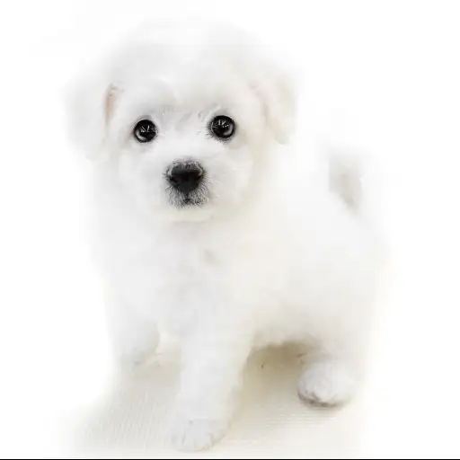 ビションフリーゼ