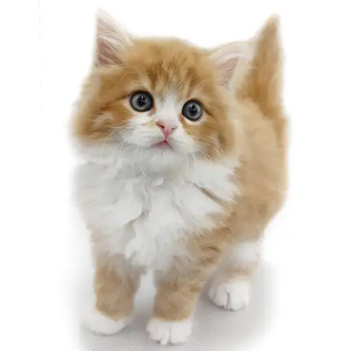 ノルウェージャンフォレストキャット