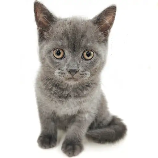 ブリティッシュショートヘア