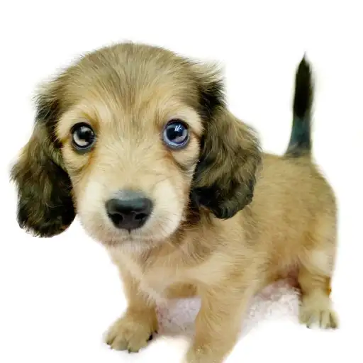 カニンヘン・ダックスフント