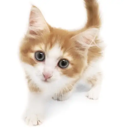 ノルウェージャンフォレストキャット