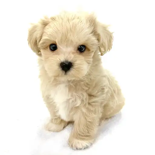 MIX（マルチーズ×トイプードル）