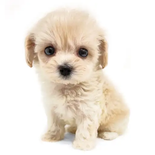 MIX（マルチーズ×トイプードル）