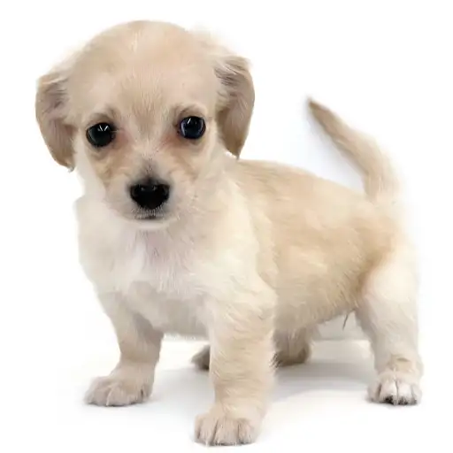 MIX（チワワ×ミニチュアダックスフント）