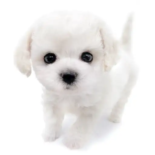 ビションフリーゼ