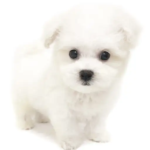 ビションフリーゼ