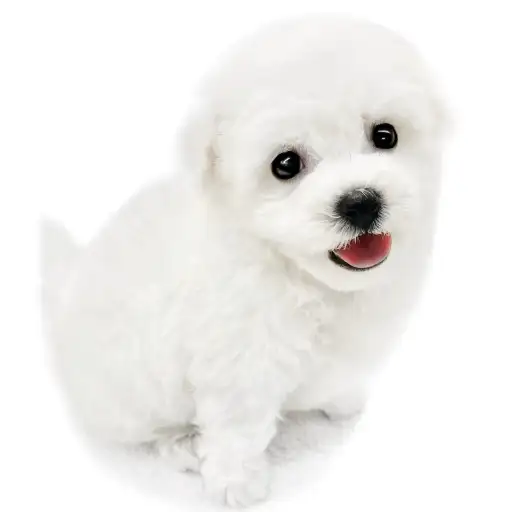 ビションフリーゼ