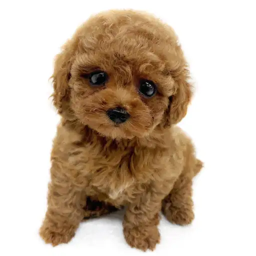 トイ・プードル