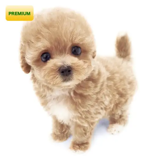 MIX(マルチーズ×トイプードル)