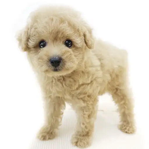 トイ・プードル