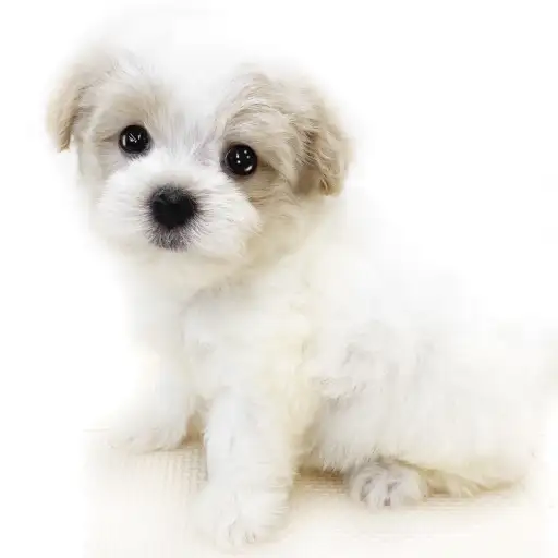 MIX（マルチーズ×トイプードル）