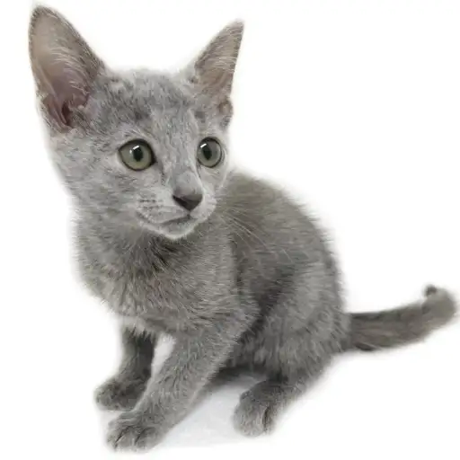 ロシアンブルー