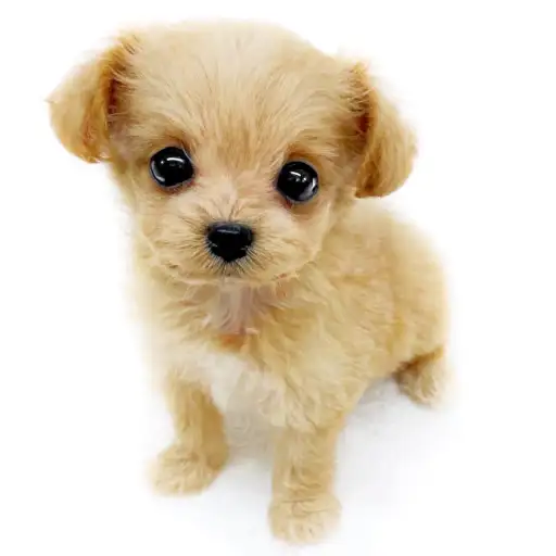 MIX(トイプードル×チワワ)