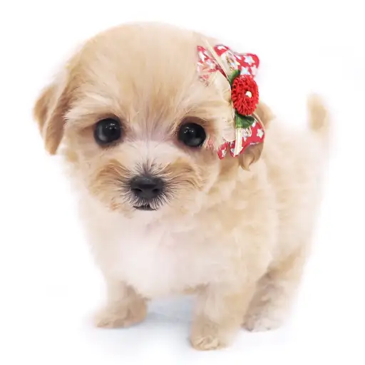 MIX（マルチーズ×トイプードル）